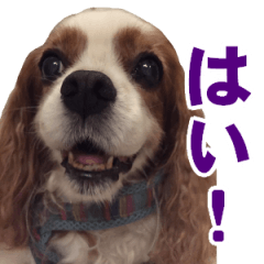 [LINEスタンプ] キャバリアゆめちゃん