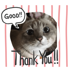 [LINEスタンプ] ニャンズ6