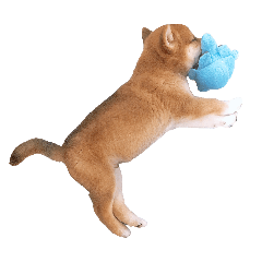 [LINEスタンプ] 柴犬おもち1
