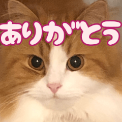 [LINEスタンプ] 猫のスイさん