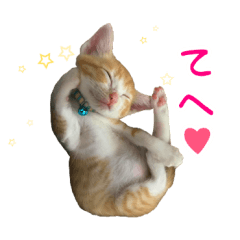 [LINEスタンプ] 茶トラきょうだい