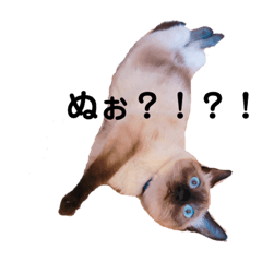 [LINEスタンプ] ＊コアちゅんノアちゅん＊2