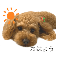 [LINEスタンプ] ベリーキュートなトイプードル
