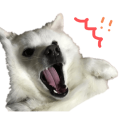 [LINEスタンプ] しろいふわふわもか