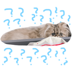 [LINEスタンプ] 世界一可愛い僕レントンの毎日猫スタンプ