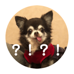 [LINEスタンプ] うちのチロル2