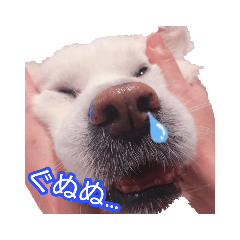 [LINEスタンプ] 北の大地のプリティボーイ〜武蔵〜