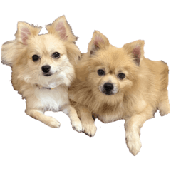 [LINEスタンプ] かわいい犬っころスタンプ