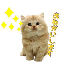 [LINEスタンプ] うちのこ うにとろスタンプ2