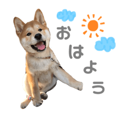 [LINEスタンプ] shibainu.kotetsu