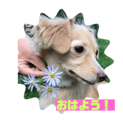 [LINEスタンプ] ❤️フラン2❤️