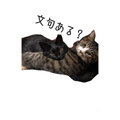 [LINEスタンプ] ねこねこ4024