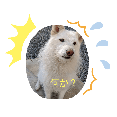 [LINEスタンプ] シロちゃんぺ