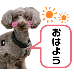 [LINEスタンプ] チャーちゃんのスタンプ