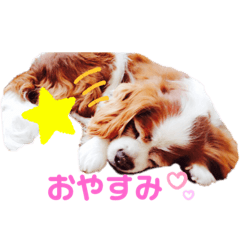 [LINEスタンプ] ハロ.アロ.ヒロ だワン！