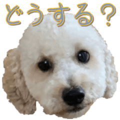 [LINEスタンプ] トイプー’sLife 2