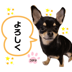 [LINEスタンプ] 愛犬こっちゃん