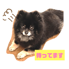 [LINEスタンプ] ブラタンポメのスタンプ