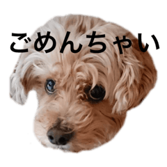 [LINEスタンプ] わんことこども