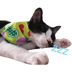 [LINEスタンプ] 猫ちゃん(日常)