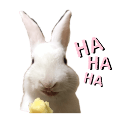 [LINEスタンプ] うさぎのおこめさん