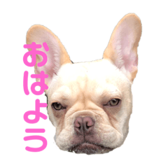 [LINEスタンプ] モカちゃんの日常スタンプ