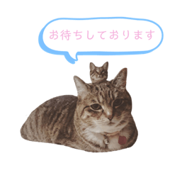 [LINEスタンプ] RobinTinaTerry2