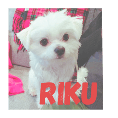 [LINEスタンプ] みんなのアイドルりく