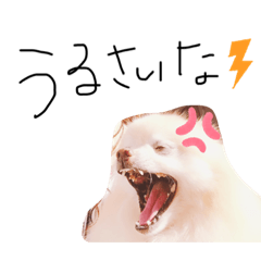 [LINEスタンプ] ポメラニアン使いやすいスタンプ