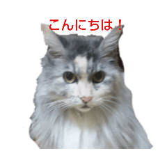 [LINEスタンプ] たまにゃスタンプ