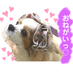 [LINEスタンプ] キャバリア♡ショコラ