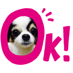 [LINEスタンプ] チワワのじゅえりー