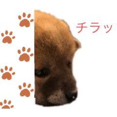 [LINEスタンプ] 赤柴さんの1日