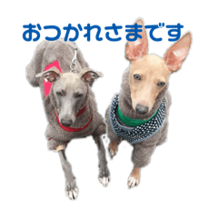 [LINEスタンプ] ダイコジですが。