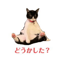 [LINEスタンプ] うちのにゃんこ＾＾