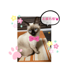 [LINEスタンプ] みかんとテンの楽しい毎日❤️③