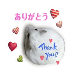 [LINEスタンプ] ふわふわ♡しろっち Pearl White Hamster☆
