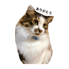 [LINEスタンプ] さやねこ2