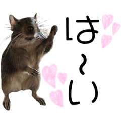 [LINEスタンプ] degu pearl stamp