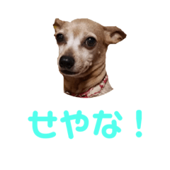 [LINEスタンプ] ミニピン☆関西弁☆