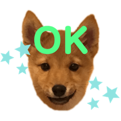 [LINEスタンプ] 柴犬兄弟ぎんこう！