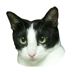 [LINEスタンプ] 可愛いハチワレ猫