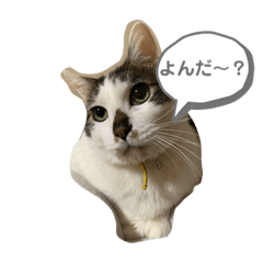 [LINEスタンプ] 愛猫カイトスタンプ