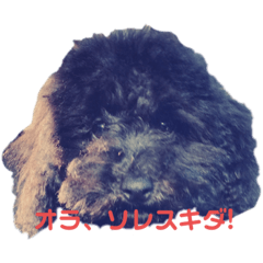 [LINEスタンプ] トイプー♥︎アル