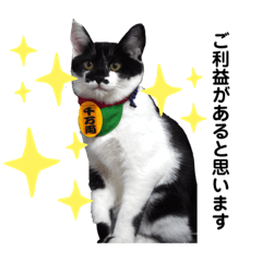 [LINEスタンプ] 保護猫豆太郎とうさぎの困り顔漣くん