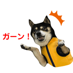 [LINEスタンプ] 黒豆柴カンナ3