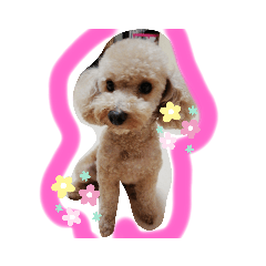 [LINEスタンプ] 我が家のゆかいななかまたち