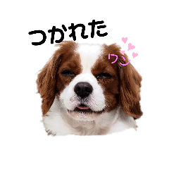 [LINEスタンプ] ちゃぴお