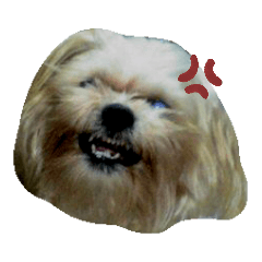 [LINEスタンプ] 愛犬きんちゃん