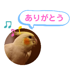 [LINEスタンプ] オカメインコのるっちゃん